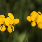 natuRankweil-Lotus corniculatus_jpg-1274083033