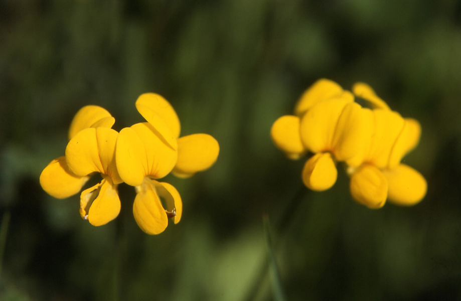 natuRankweil-Lotus corniculatus_jpg-1274083033