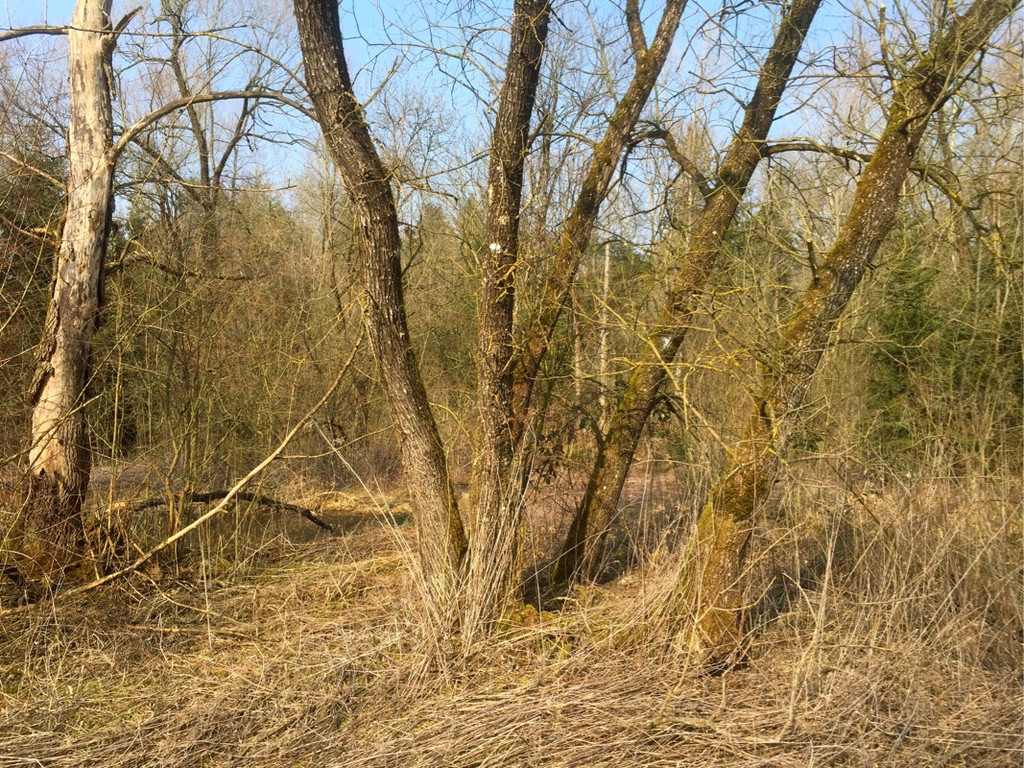 KOE_Naturschutzaktion Rheticus-Biotop 4.jpg