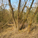 KOE_Naturschutzaktion Rheticus-Biotop 4.jpg