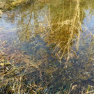 KOE_Naturschutzaktion Rheticus-Biotop 6.jpg