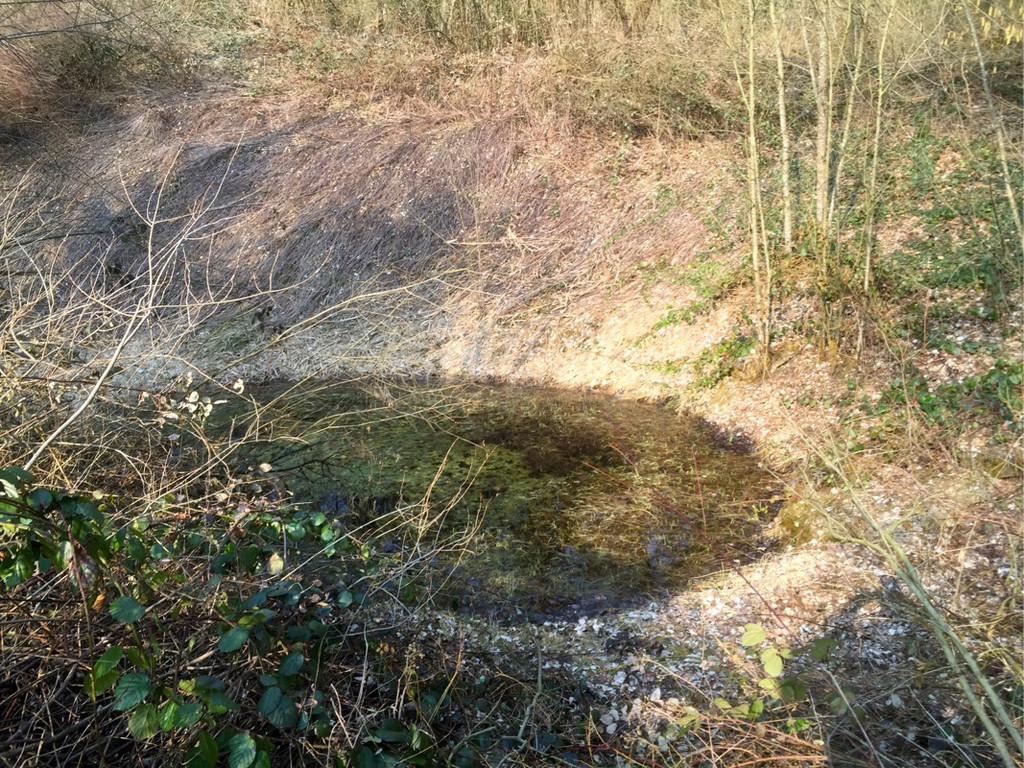 KOE_Naturschutzaktion Rheticus-Biotop 21.jpg