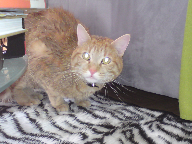 DSC00787_JPG-1274093429