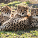 PA_Gepardenjungtiere.jpg