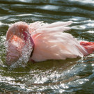 PA_RosaFlamingos.jpg