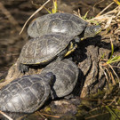 PA_Sumpfschildkroeten.jpg