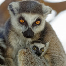 Babyboom bei den Kattas in Schönbrunn