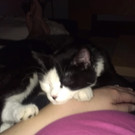 Katze Milli