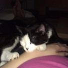 Katze Milli