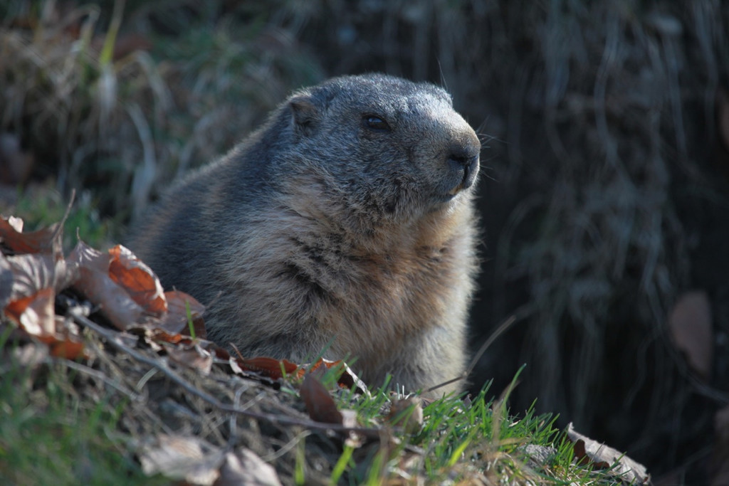 KOE_News Wildpark 2015-03 13.jpg