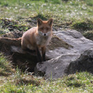 KOE_News Wildpark 2015-03 20.jpg