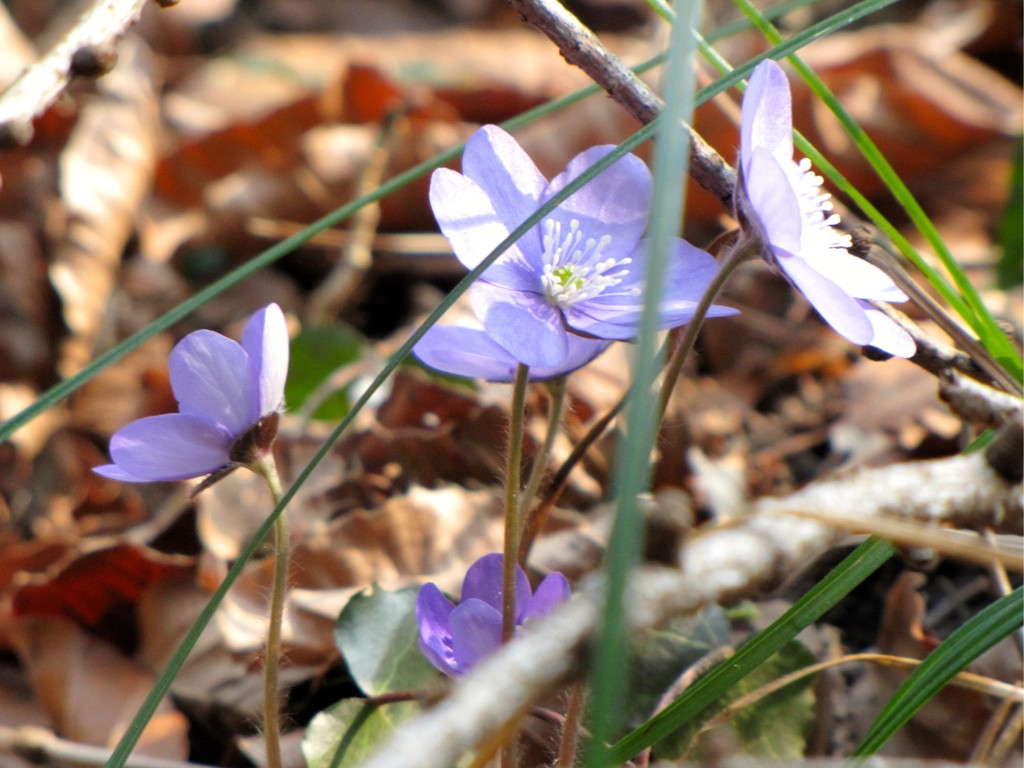 KOE_News Wildpark 2015-03 28.jpg