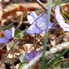 KOE_News Wildpark 2015-03 28.jpg