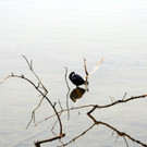 36-IMG_4999.JPG