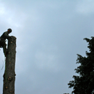 BK_baum 5_jpg-1274106846