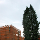 BK_baum 10_jpg-1274106859
