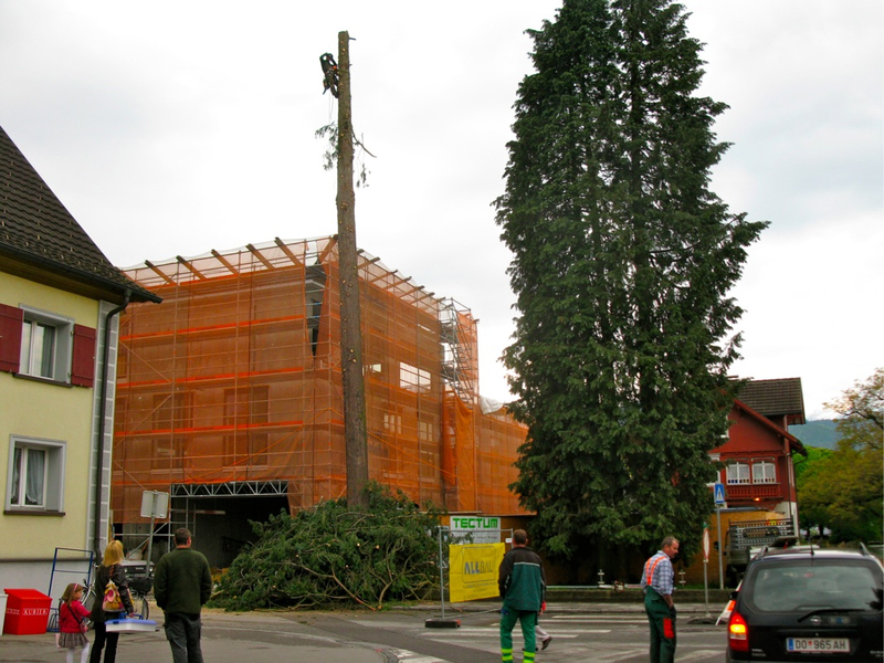 BK_baum_jpg-1274106861