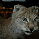 DSC_0052.jpg