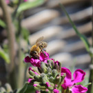 IMG_5320.JPG