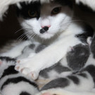 Ausgesetzte Katze Pünktchen bekam im Tierschutzhaus ihre Babys