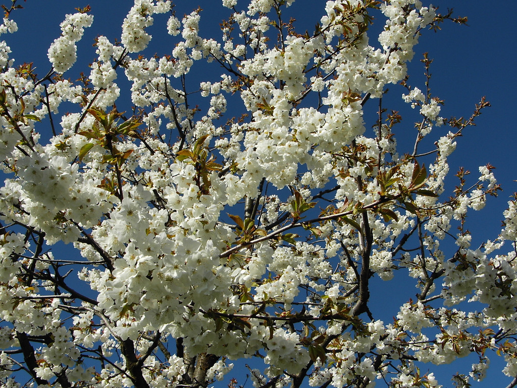 Fraxern Kirschbl__te 2007 _8_.jpg