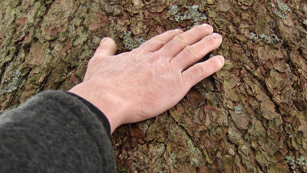 Holz_02.jpg