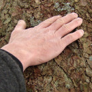 Holz_02.jpg