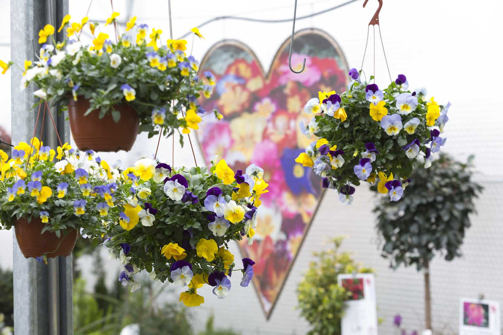 Fr__hlingsblumen01.JPG