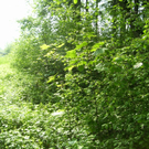 100_9685_jpg-1274174735
