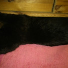 Blacky wird in Dornbirn vermisst 