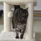 Katzengeschwister Chipsi und Mausi suchen Zuhause