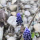 _IMG_8907_Roemergrund_small.jpg