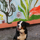 Hund Joshi sucht ein liebevolles Plätzchen