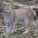 Neue Bewohner im Tiergarten Schönbrunn: Luchs-Pärchen eingezogen
