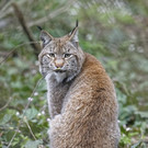 PA_Luchs2.jpg