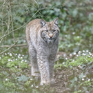 PA_Luchs3.jpg