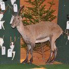 DSC_1038.jpg