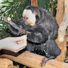 Weißkopf-Sakis im Haus des Meeres