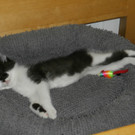 Findus