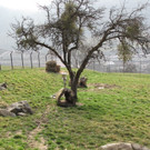 KOE_Wilkdpark Fuchsgehege 5.jpg