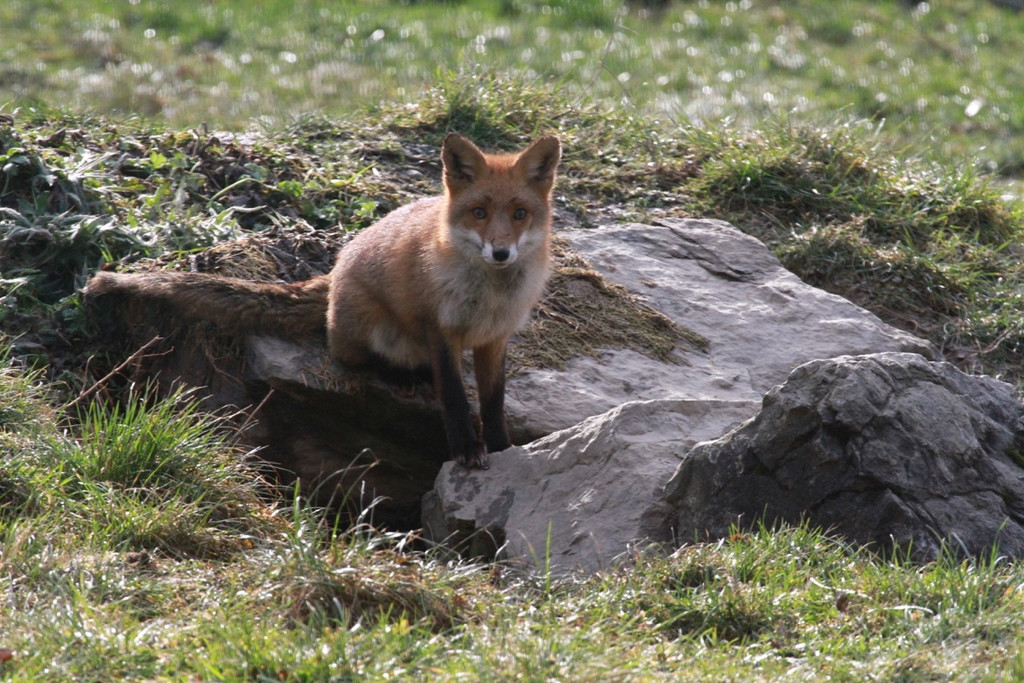 KOE_Wilkdpark Fuchsgehege 6.jpg