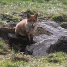 KOE_Wilkdpark Fuchsgehege 6.jpg