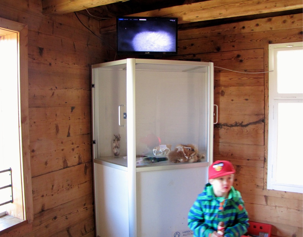 KOE_Wilkdpark Fuchsgehege 7.jpg