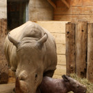 Erstmals Nashorn-Nachwuchs im Zoo Salzburg