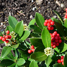 natur302.jpg