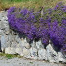 natur303.jpg