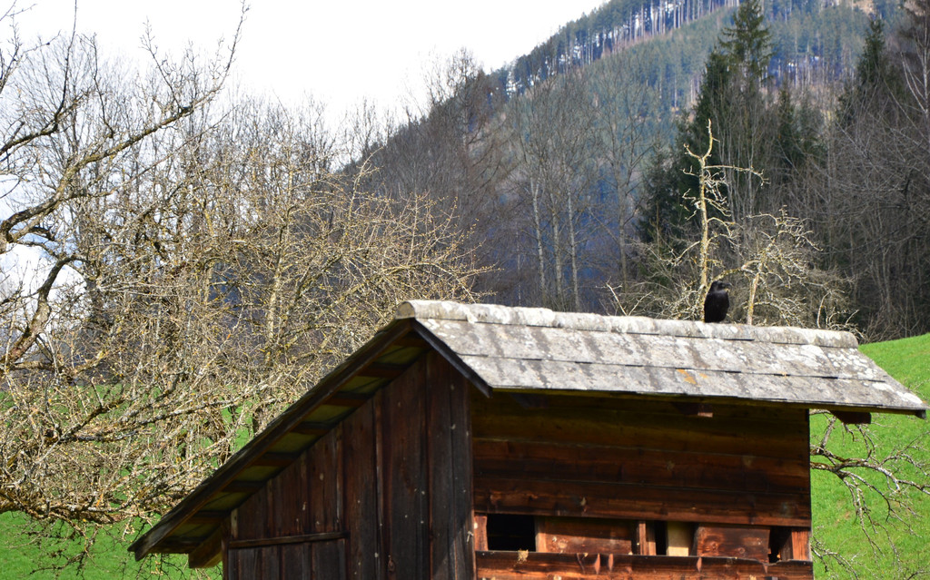 natur310.jpg