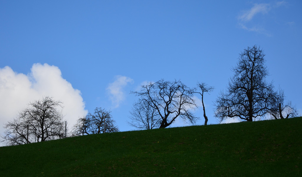 natur308.jpg