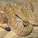 Uracoan-Klapperschlangen im Haus des Meeres