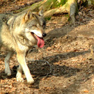 KOE_Wilkdpark im April 10.jpg